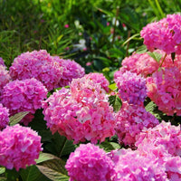 Rosa hydrangea blumen in a beautiful garten