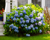 Blau hydrangea blumen enhancing garten landscapes