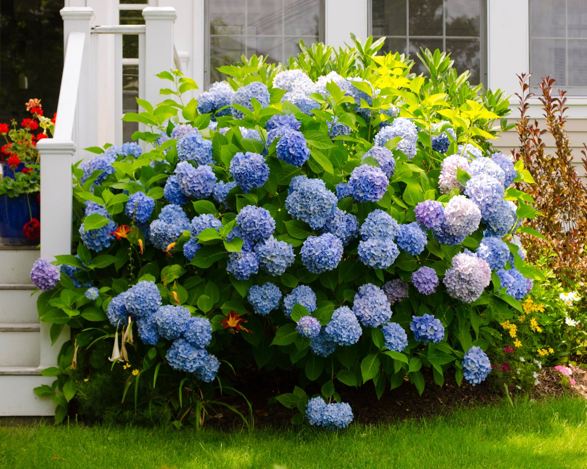 Blau hydrangea blumen enhancing garten landscapes