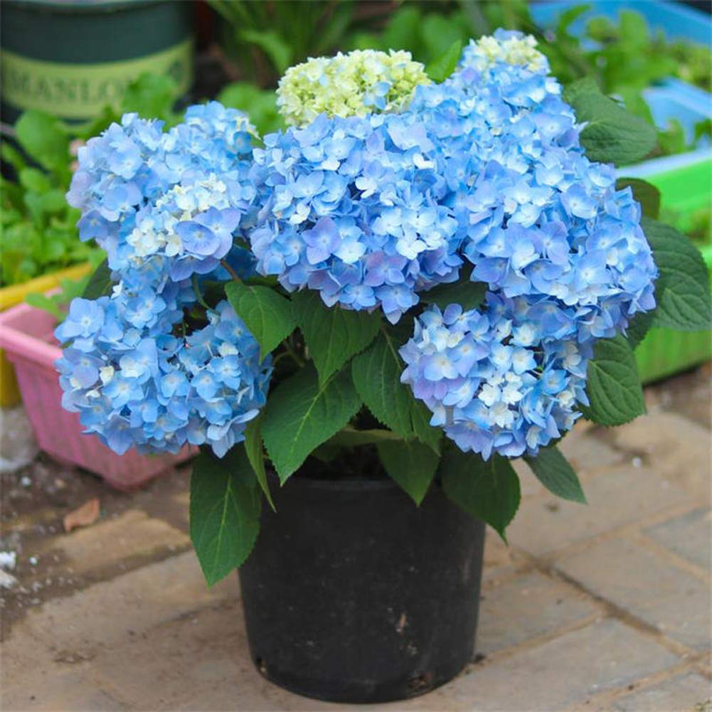 Hydrangea macrophylla blau blume clusters close-up
