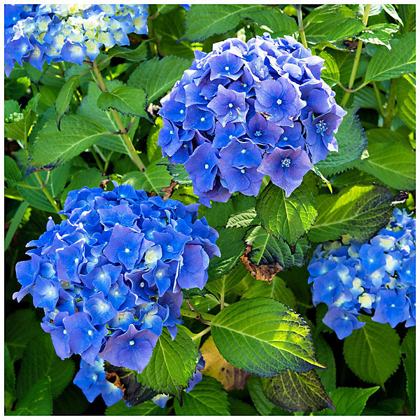 Hortensie Blumensamen zur Aussaat – pflegeleicht – Traditionssorte & ohne Gentechnik Samen Hausgarten