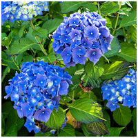 Hortensie Blumensamen zur Aussaat – pflegeleicht – Traditionssorte & ohne Gentechnik Samen Hausgarten