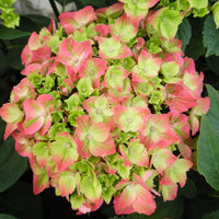 Grün Rosa Hortensie Blumensamen zur Aussaat – robust Sorte – Traditionssorte & ohne Gentechnik Samen Hausgarten