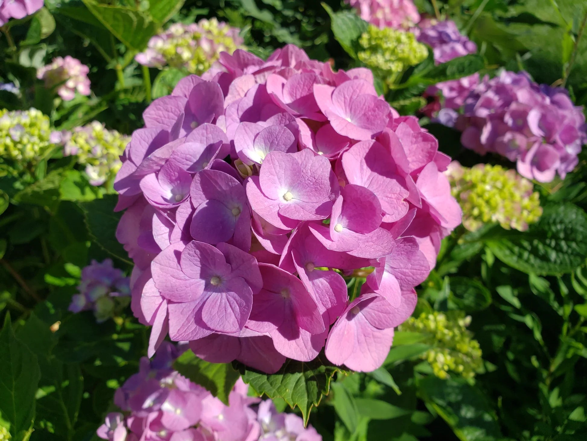 Rosa hydrangea pflanze in decorative container