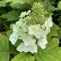 Quercifolia Blumensamen zur Aussaat – Garten beliebt – Traditionssorte & ohne Gentechnik Samen Hausgarten