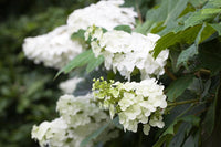 Quercifolia Blumensamen zur Aussaat – Garten beliebt – Traditionssorte & ohne Gentechnik Samen Hausgarten