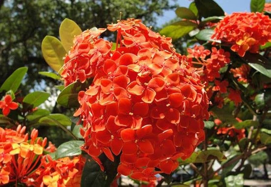 Step-by-step guide for wachsend hydrangea seedlings