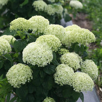 Invincibelle Limetta' Hortensie Blumensamen zur Aussaat – Schnitt Blume beliebt – Traditionssorte & ohne Gentechnik Samen Hausgarten
