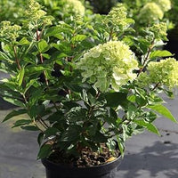 Light grün hydrangea samen for anpflanzung non-gmo flowering shrubs