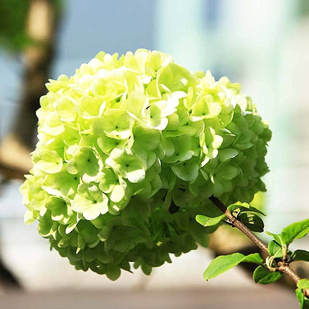 Hydrangea macrophylla samen producing beautiful garten blooms