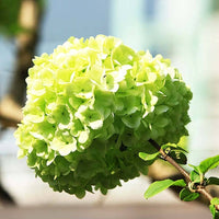 Hydrangea macrophylla samen producing beautiful garten blooms