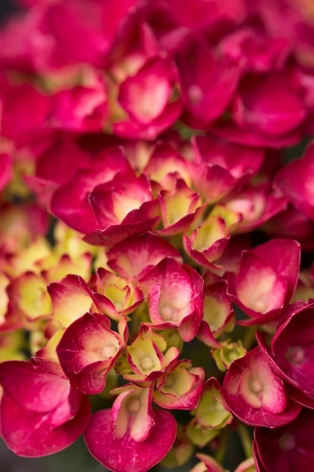 Gelb Rot Hortensie Blumensamen zur Aussaat – farbenfroh Schau – Traditionssorte & ohne Gentechnik Samen Hausgarten
