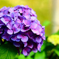 Violett Hortensie Blumensamen zur Aussaat pflegeleicht Traditionssorte & ohne Gentechnik Samen Hausgarten