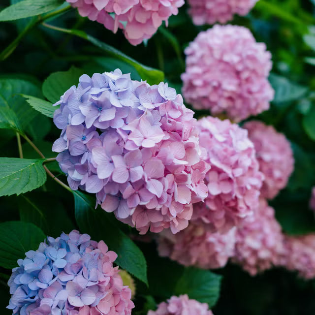 Hortensie Blumensamen zur Aussaat – pflegeleicht – Traditionssorte & ohne Gentechnik Samen Hausgarten