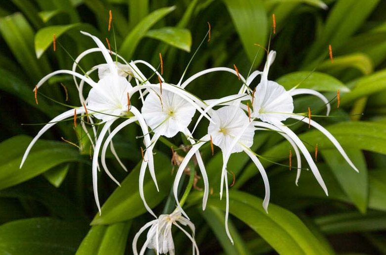 Hymenocallis Blumensamen zur Aussaat Halbschatten verträglich Traditionssorte & ohne Gentechnik Samen Hausgarten
