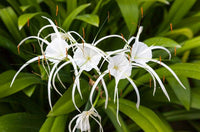 Hymenocallis Blumensamen zur Aussaat Halbschatten verträglich Traditionssorte & ohne Gentechnik Samen Hausgarten