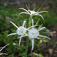 Hymenocallis blume samen for anpflanzung shade tolerant heirloom & gmo free samen for home garten 
 
 sale for anpflanzung in home garten