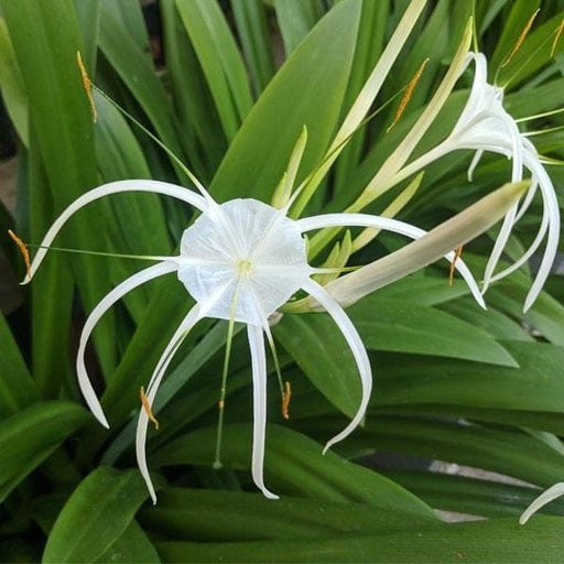 Hymenocallis Blumensamen zur Aussaat Halbschatten verträglich Traditionssorte & ohne Gentechnik Samen Hausgarten