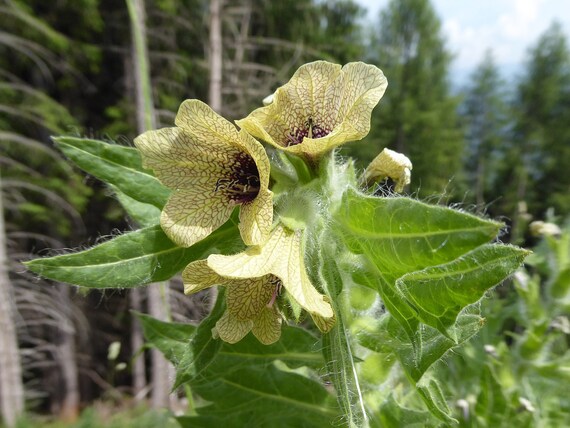 Ornamental Hyoscyamus niger Pflanze in Garten