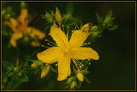 Green Foliage and Leaf Detail of Hypericum pyramidatum Pflanze