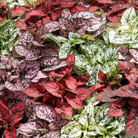 Rosa Hypoestes Polka Blumensamen zur Aussaat – Bestäuber freundlich – Traditionssorte & ohne Gentechnik Samen Hausgarten