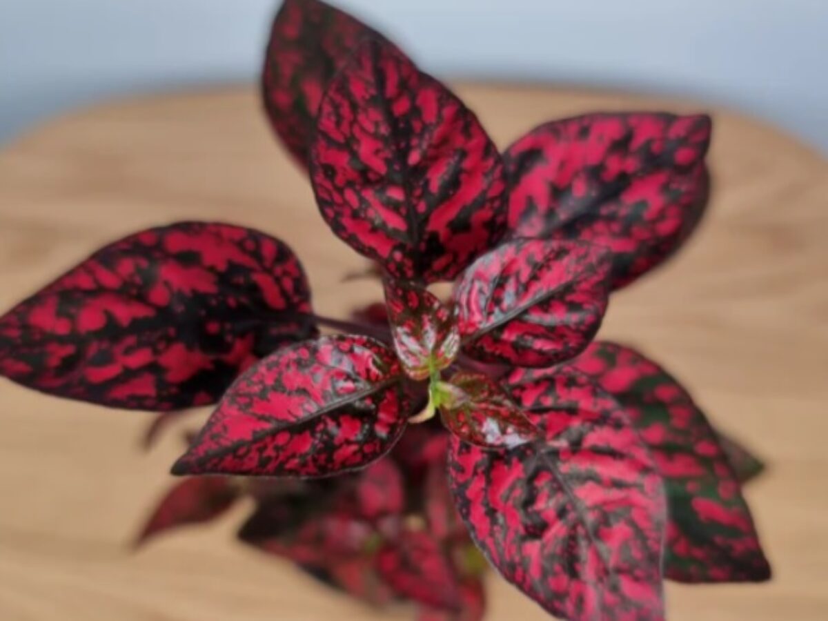 Hypoestes Blumensamen zur Aussaat – lang Blüte Saison – Traditionssorte & ohne Gentechnik Samen Hausgarten