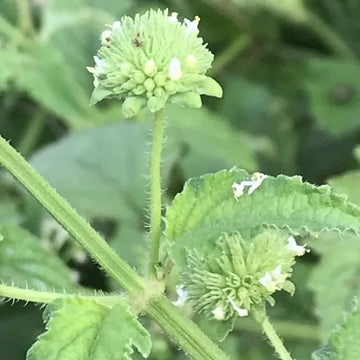 Hyptis Blumensamen zur Aussaat – sonnenliebend – Traditionssorte & ohne Gentechnik Samen Hausgarten