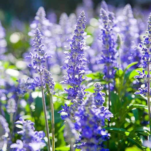 Hyssop Blumensamen zur Aussaat lang Blüte Saison Traditionssorte & ohne Gentechnik Samen Hausgarten
