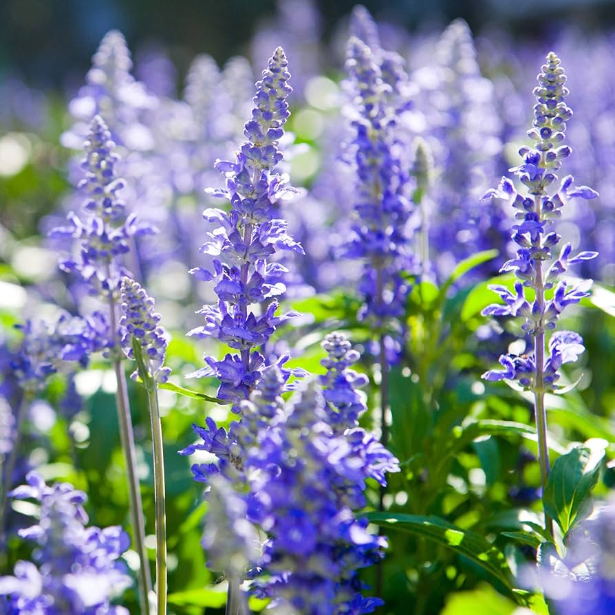 Aromatic Green Foliage of True Blue Hyssop Pflanze