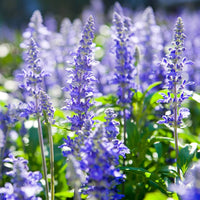 Aromatic Green Foliage of True Blue Hyssop Pflanze