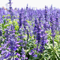 Hyssop Seedlings Anbau Indoors in Pots Before Transplanting