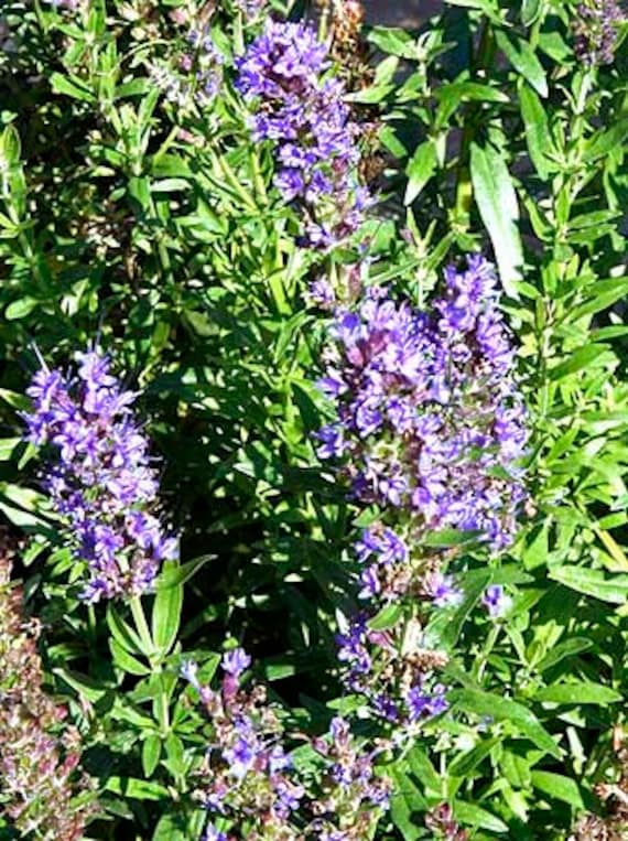 Perennial Hyssop seedlings grown from Samen