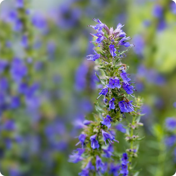 Hyssop Samen Hyssopus officinalis flowering Kraut
