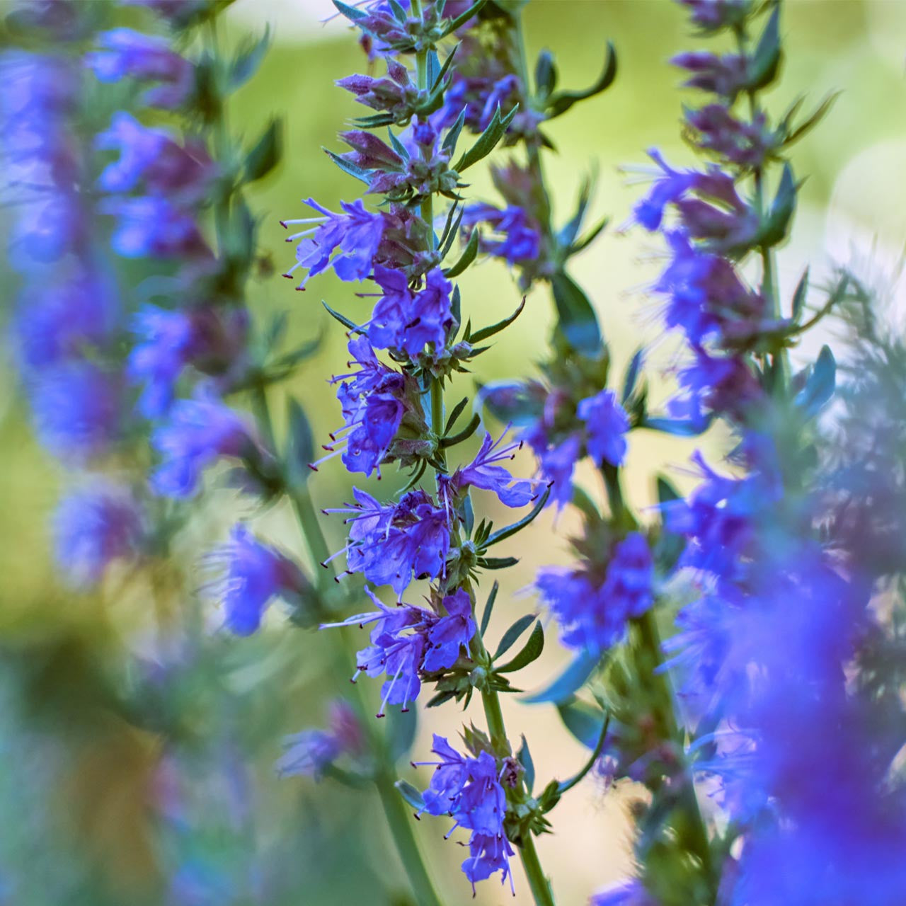 Hyssopus officinalis blau blume samen for home gardening