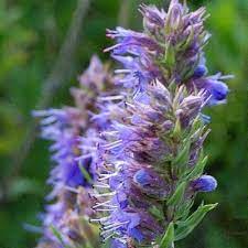 Hyssop grown from Samen in dry rock Garten landscape