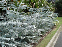 Weiß mehrjährig Eucalyptus Silver Dollar Blumensamen zur Aussaat Garten beliebt Traditionssorte & ohne Gentechnik Samen Hausgarten