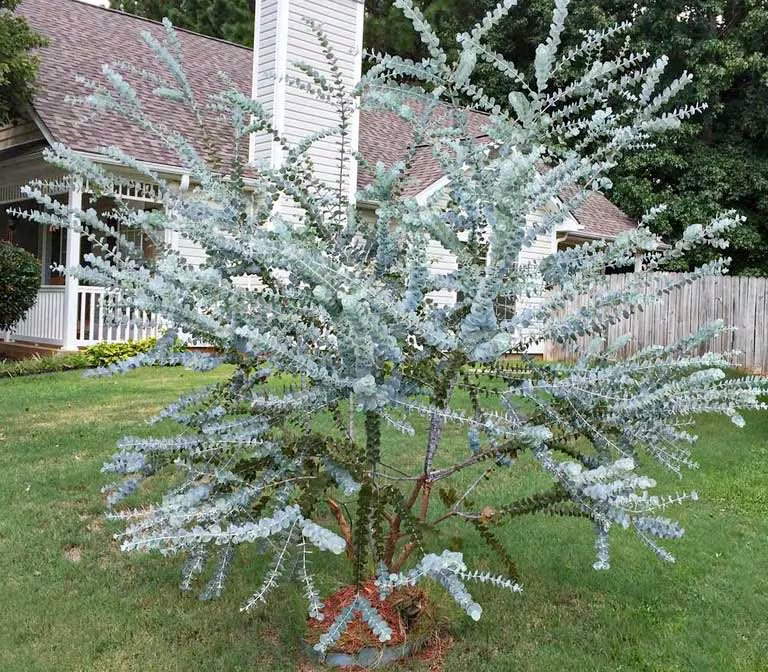Silver Box Eucalyptus (Pruinosa) Silvery Blau-Grün Foliage Apple Box Smoke Baum Weiß-Gelb Blumensamen