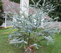 Silver Box Eucalyptus (Pruinosa) Silvery Blau-Grün Foliage Apple Box Smoke Baum Weiß-Gelb Blumensamen