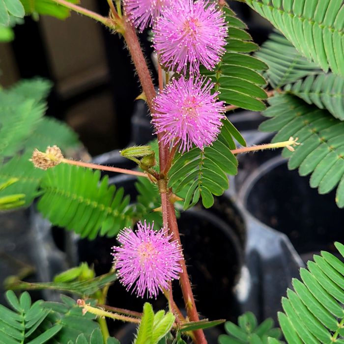 Traditionssorte Mimosa Pudica Blumensamen zur Aussaat ideal Rabatten Traditionssorte & ohne Gentechnik Samen Hausgarten