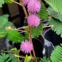 Traditionssorte Mimosa Pudica Blumensamen zur Aussaat ideal Rabatten Traditionssorte & ohne Gentechnik Samen Hausgarten
