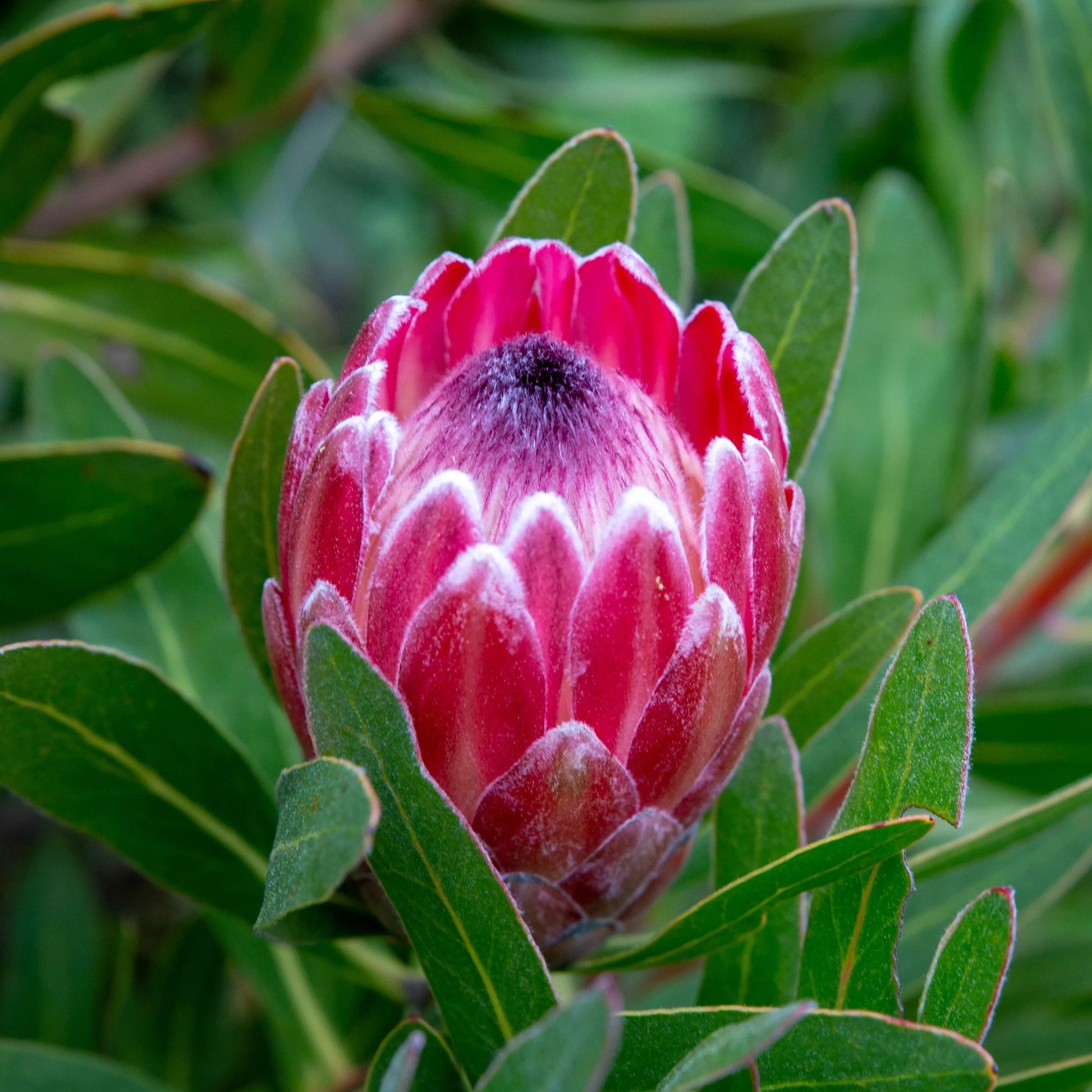 Protea Blume Samen zur Aussaat leuchtend Gärten