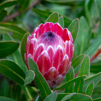 Protea Blume Samen zur Aussaat leuchtend Gärten