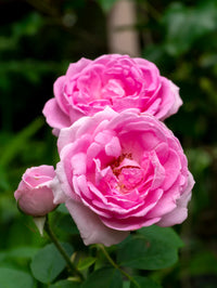 Traditionssorte Damask Rose Blumensamen zur Aussaat – leuchtend Blüten – Traditionssorte & ohne Gentechnik Samen Hausgarten