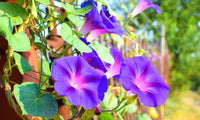 mehrjährig Vine kletternd Lila Blumensamen leuchtend Garten Aussaat