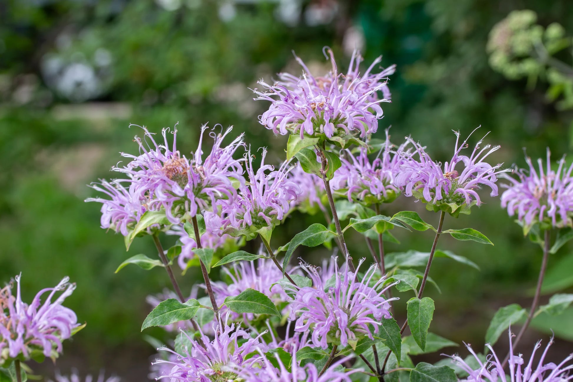 Monarda Fistulosa Blumensamen zur Aussaat Anzucht Traditionssorte & ohne Gentechnik Samen Hausgarten