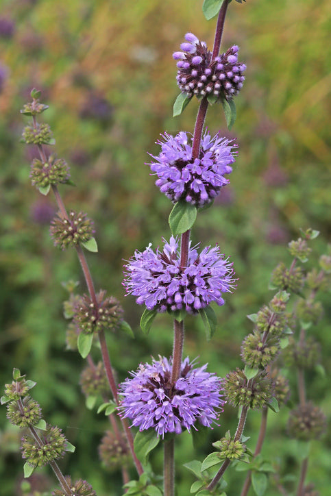 Pennyroyal Blumensamen zur Aussaat sonnenliebend Traditionssorte & ohne Gentechnik Samen Hausgarten