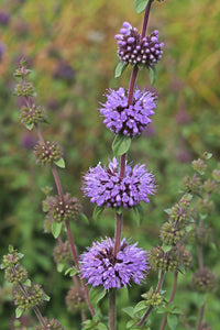 Pennyroyal Blumensamen zur Aussaat sonnenliebend Traditionssorte & ohne Gentechnik Samen Hausgarten
