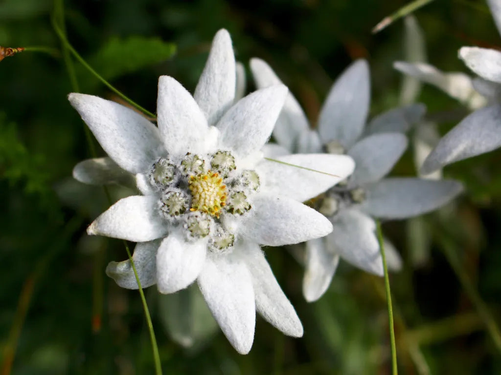 Traditionssorte Edelweiss Blumensamen zur Aussaat ideal Rabatten Traditionssorte & ohne Gentechnik Samen Hausgarten