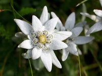 Traditionssorte Edelweiss Blumensamen zur Aussaat ideal Rabatten Traditionssorte & ohne Gentechnik Samen Hausgarten