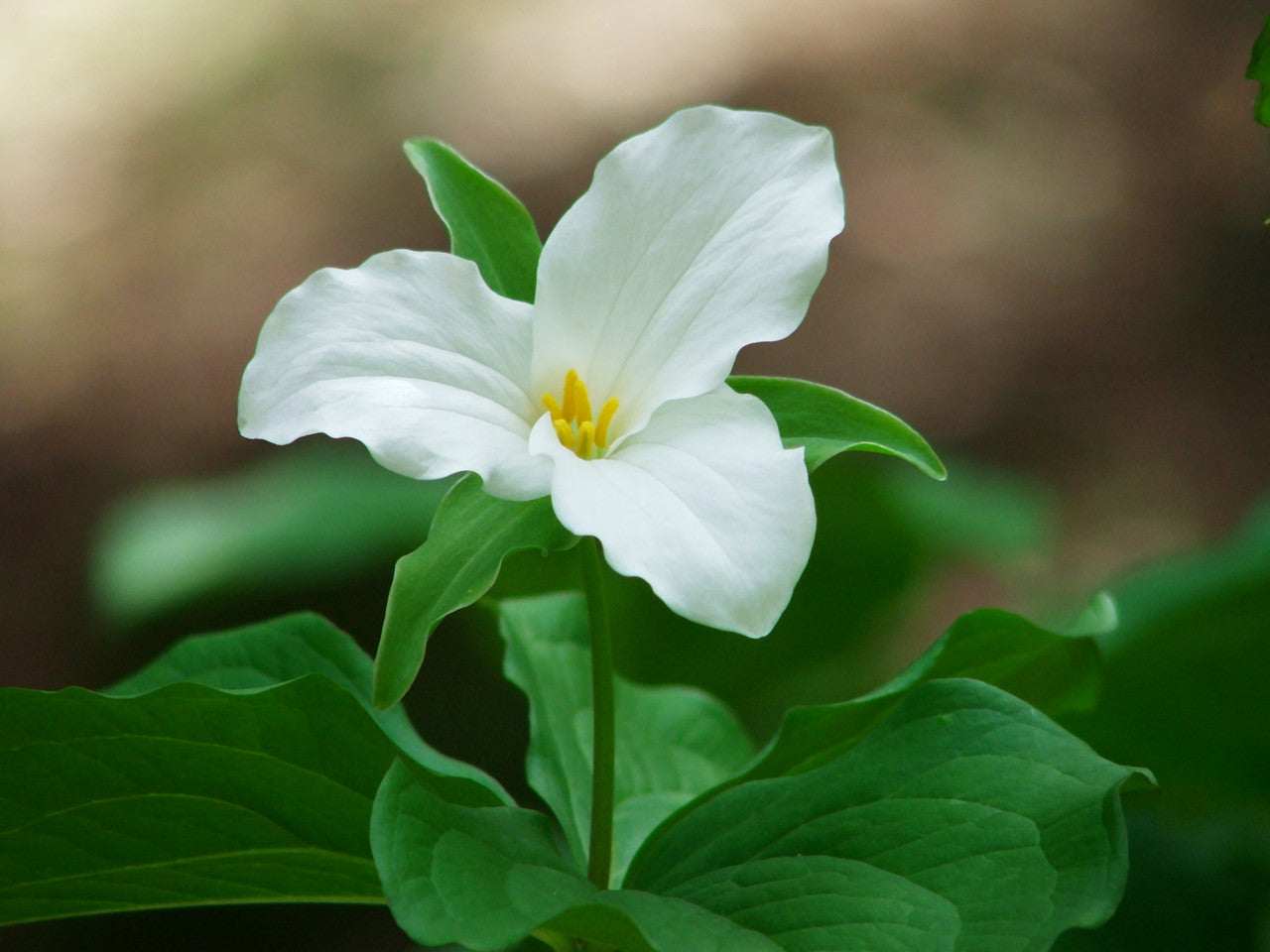 Trillium Blumensamen zur Aussaat Halbschatten verträglich Traditionssorte & ohne Gentechnik Samen Hausgarten